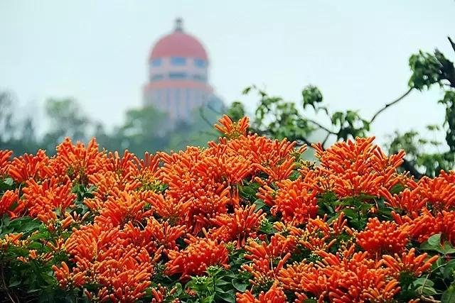 东莞最美自驾路线！踏青、赏花，祈福，出发吧！