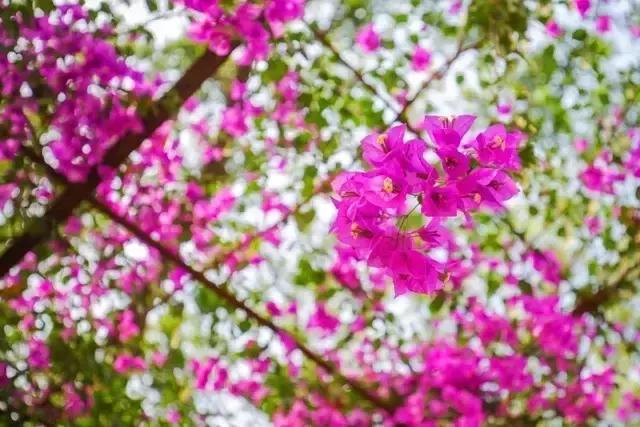 东莞最美自驾路线！踏青、赏花，祈福，出发吧！