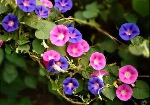 东莞赏花攻略，这些花您都见过吗？