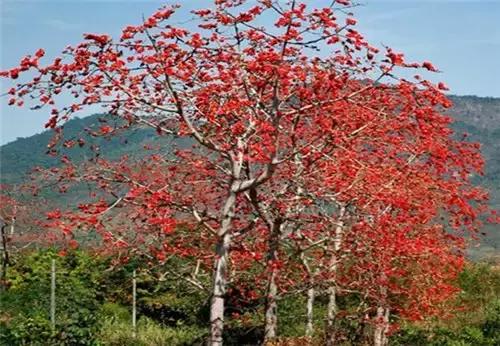 东莞赏花攻略，这些花您都见过吗？