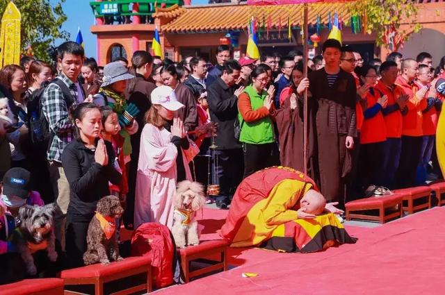 实拍，2018年超萌的狗狗们在东莞观音山登高祈福