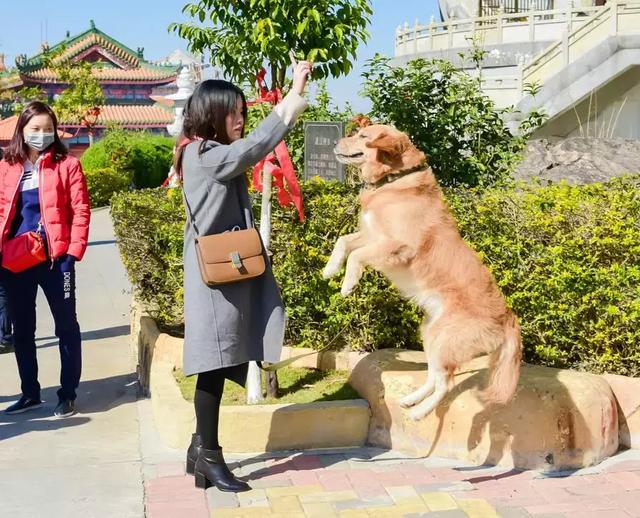 实拍，美女带萌犬在东莞观音山游玩