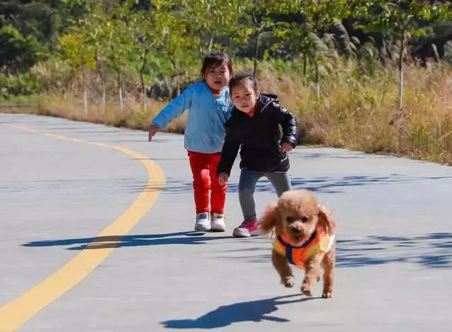 实拍，2018年超萌的狗狗们在东莞观音山登高祈福