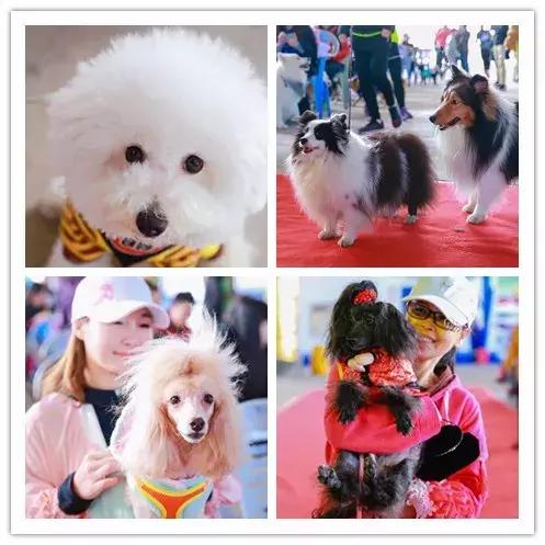 实拍，2018年超萌的狗狗们在东莞观音山登高祈福