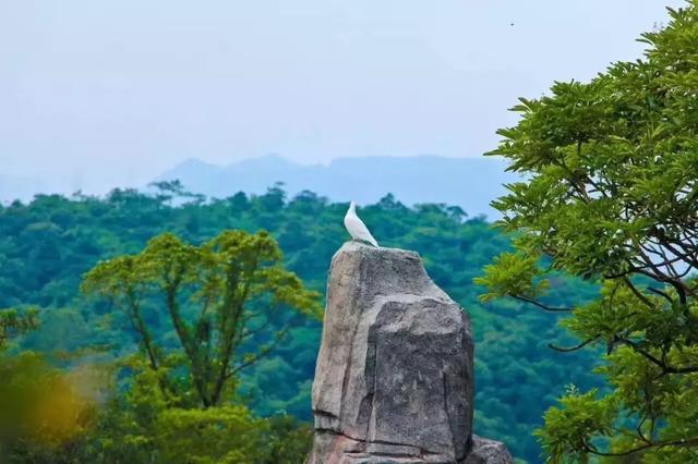 猜灯谜、吃汤圆、领红包，东莞观音山邀您欢喜闹元宵