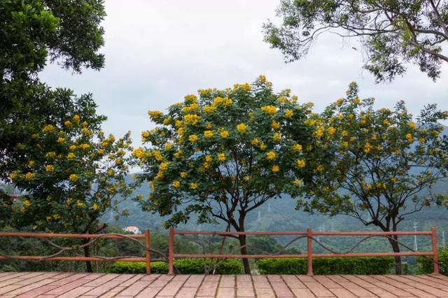 东莞观音山再出发，持续推进旅游品质提升