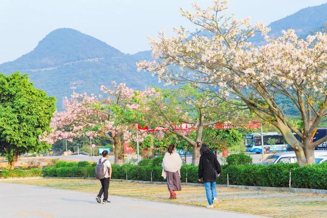 又是一年花开时，到东莞观音山看漫山红遍，层林尽染