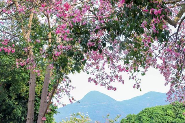 又是一年花开时，到东莞观音山看漫山红遍，层林尽染