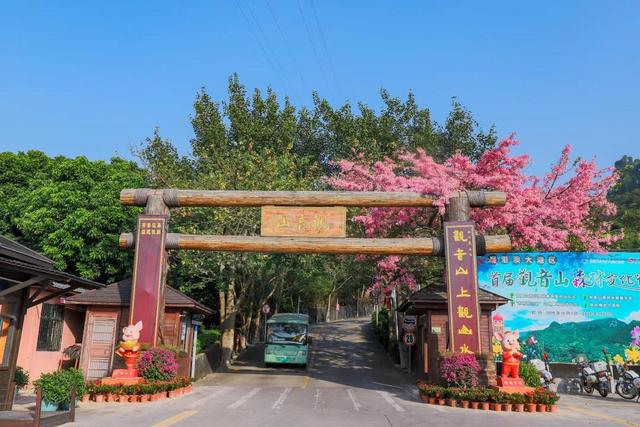 又是一年花开时，到东莞观音山看漫山红遍，层林尽染