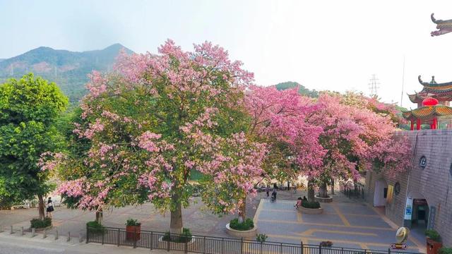 漫山花开时，来东莞观音山开启享冬之旅