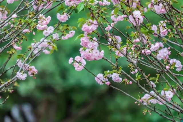 春风十里，因为有你，东莞观音山樱花节火爆来袭