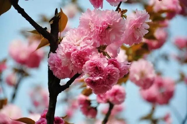 春风十里，因为有你，东莞观音山樱花节火爆来袭