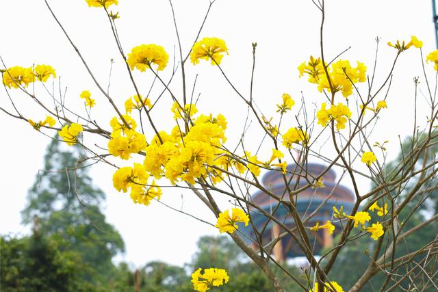 密林纯氧，登高洗肺，东莞观音山养心之旅