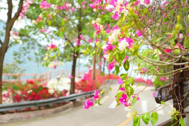 东莞观音山顺利恢复开园，迎来第一批游客