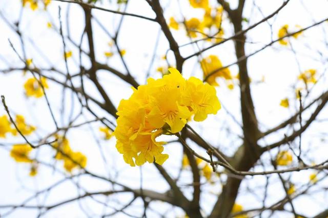 趁春光正艳，东莞观音山踏青赏花好时节