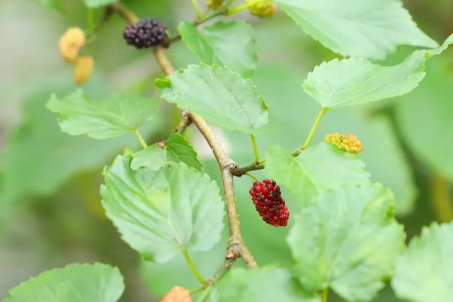 趁春光正艳，东莞观音山踏青赏花好时节