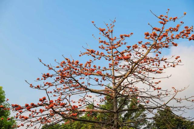 趁春光正艳，东莞观音山踏青赏花好时节