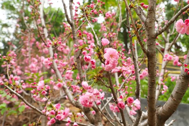 寻一路花开,东莞观音山等你来探索
