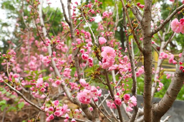 寻一路花开，东莞观音山等你来探索