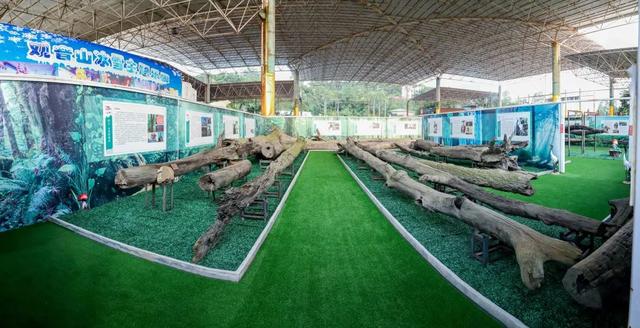 踏青、赏景、玩乐，东莞观音山森林课堂体验行