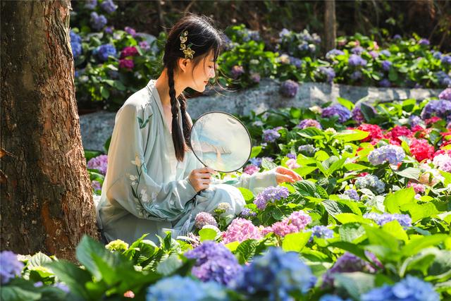 绣球花开，东莞观音山清凉赏景正当时