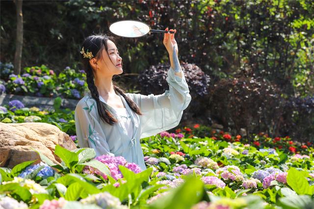 绣球花开，东莞观音山清凉赏景正当时