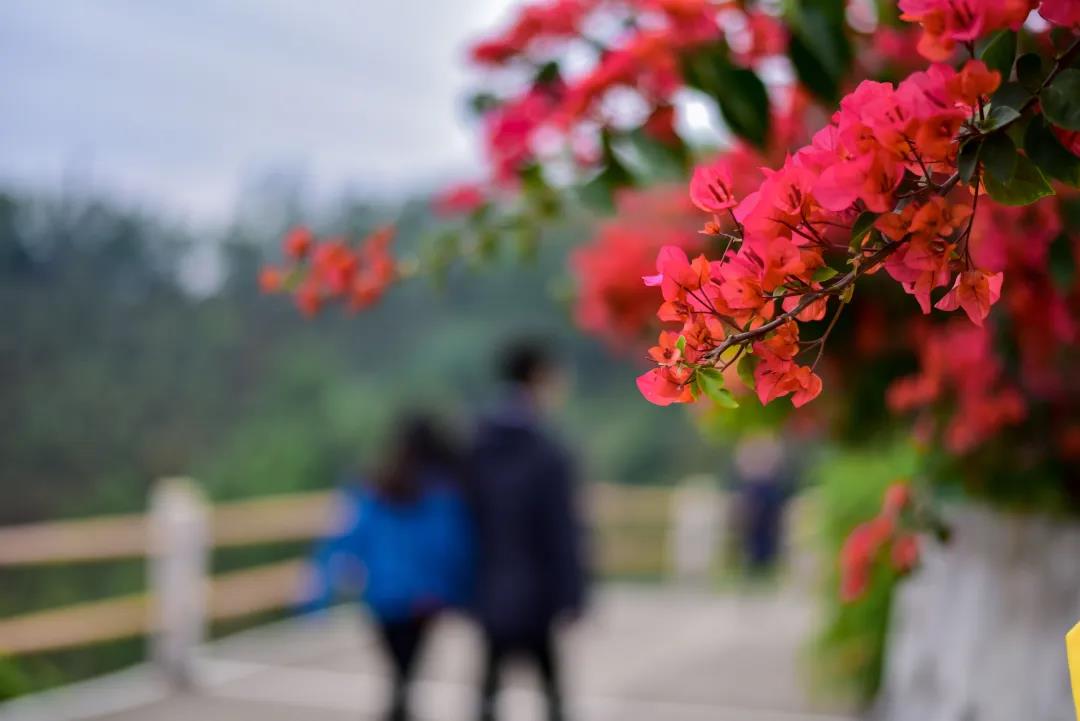 观音山异木棉花开正盛，不辜负这秋日好时光