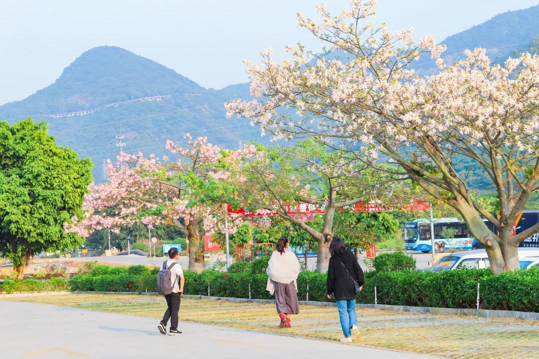 观音山异木棉花开正盛，不辜负这秋日好时光