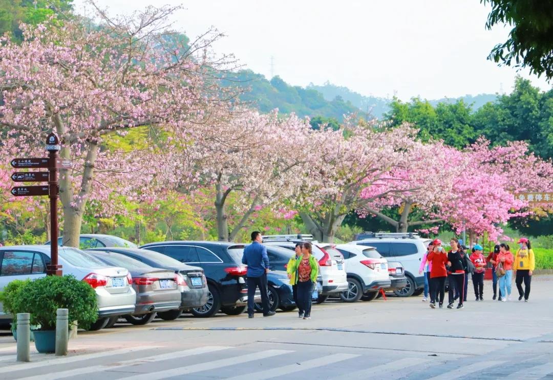 元旦迎新接福，东莞观音山登高许愿，福气满满