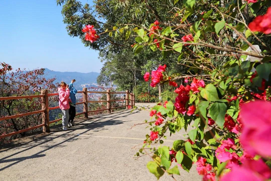 新春佳节登东莞观音山，赏花许愿，福气满满