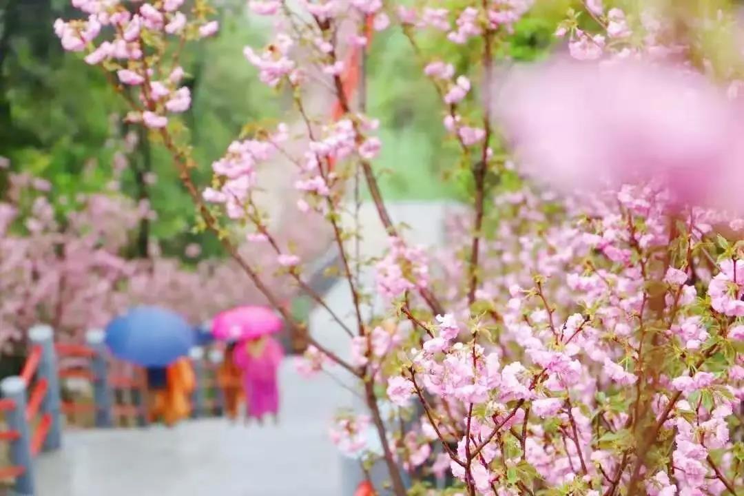 春节樱你而开，东莞观音山赏云巅花海，欢乐不断