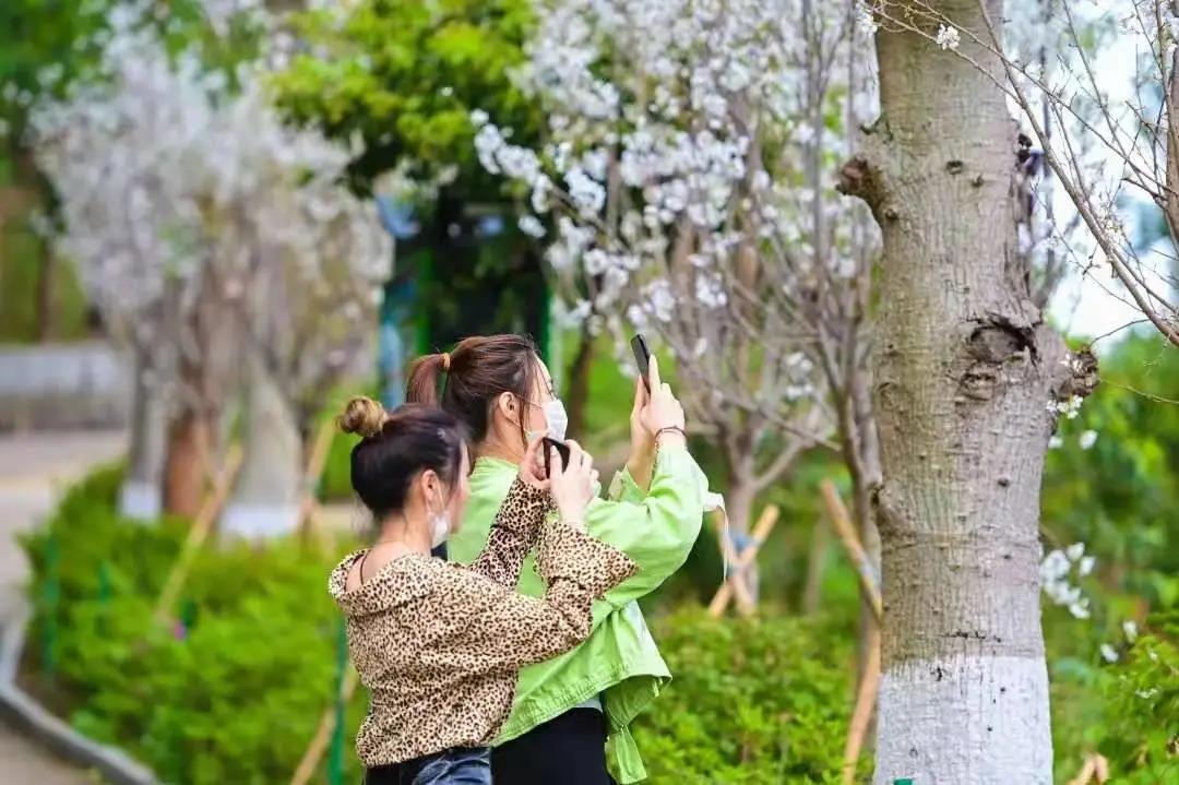 春节樱你而开，东莞观音山赏云巅花海，欢乐不断