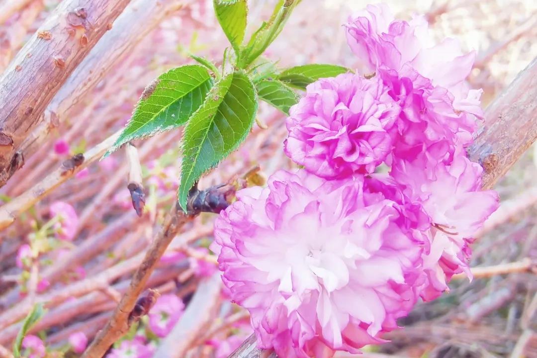 春节樱你而开，东莞观音山赏云巅花海，欢乐不断