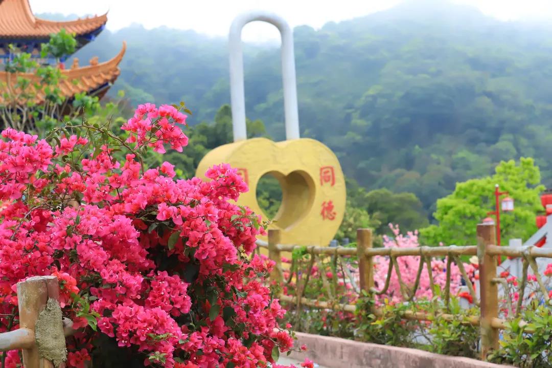 赏花许愿好去处，清明节来东莞观音山，不见不散