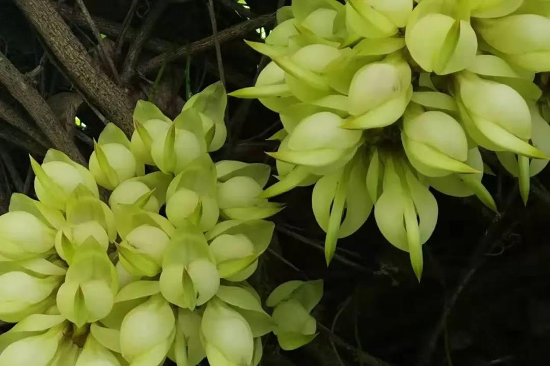 赏花许愿好去处，清明节来东莞观音山，不见不散