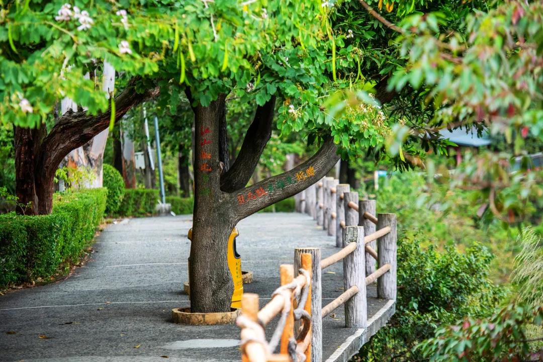 第二届东莞观音山森林文化节，奏响森林文旅新乐章