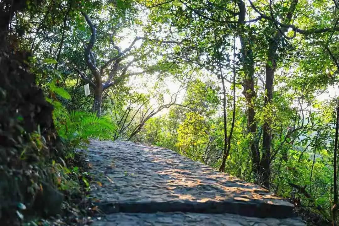 第二届东莞观音山森林文化节，奏响森林文旅新乐章