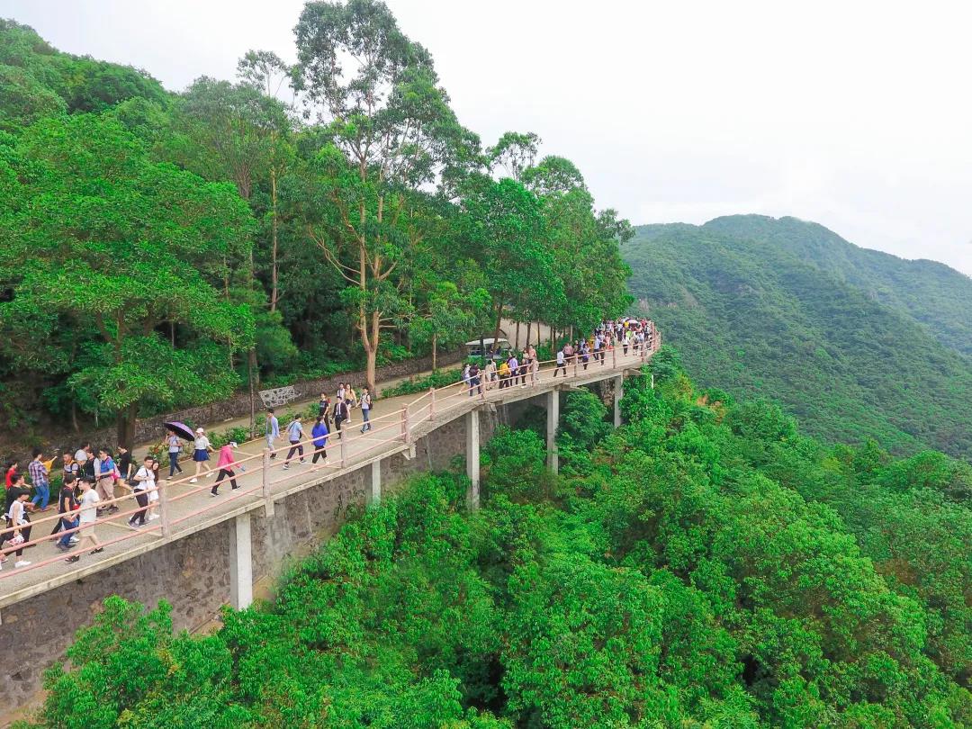 粤港澳大湾区第二届观音山森林文化节活动延期公告