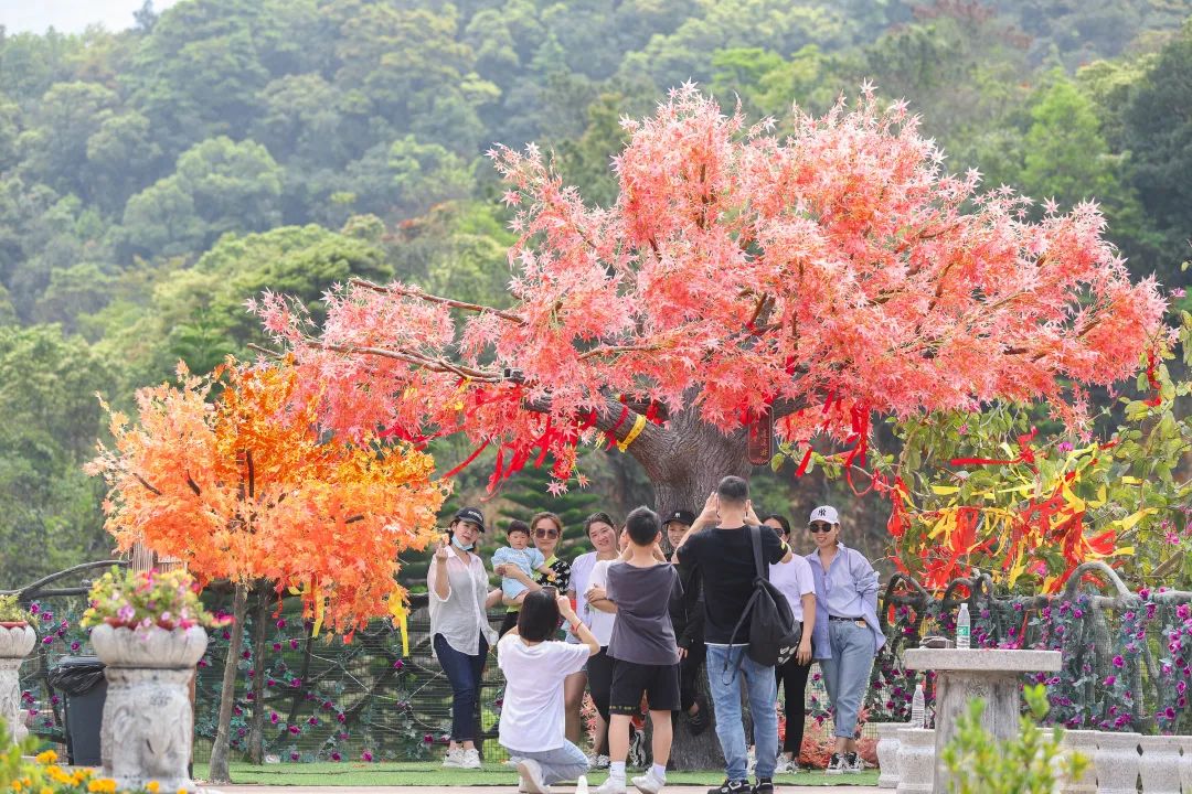 「福利」观音山“红”啦!满园三角梅绚烂怒放,清明打卡好去处