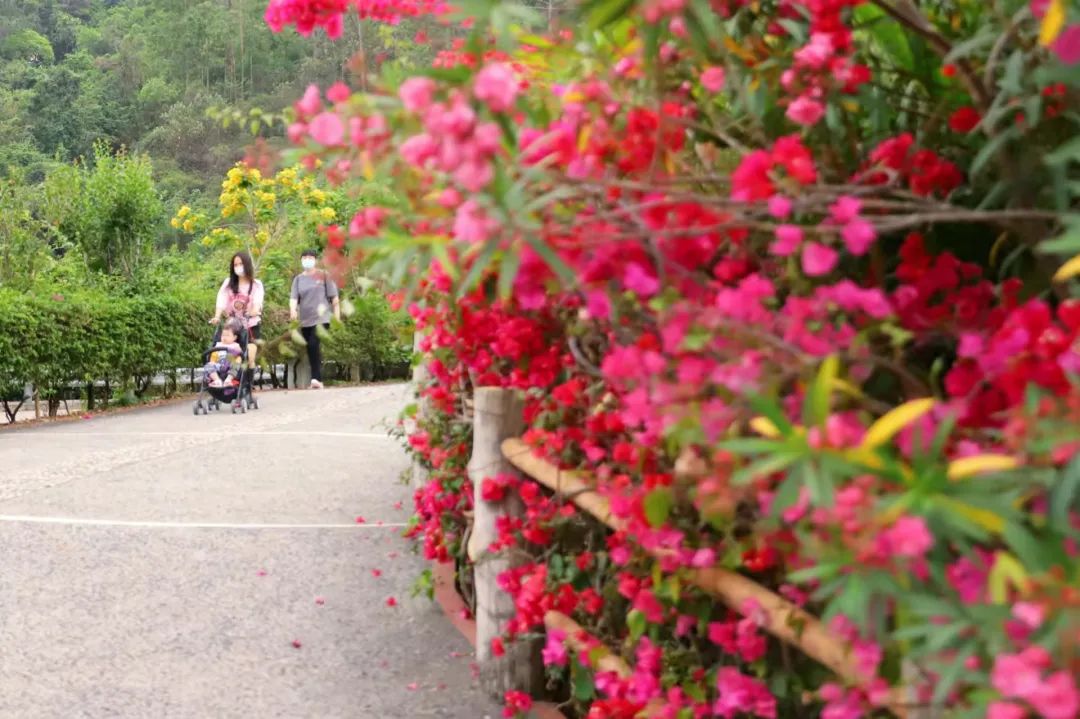 清明奇妙游，观音山上登高许愿、邂逅花神，共醉好春光