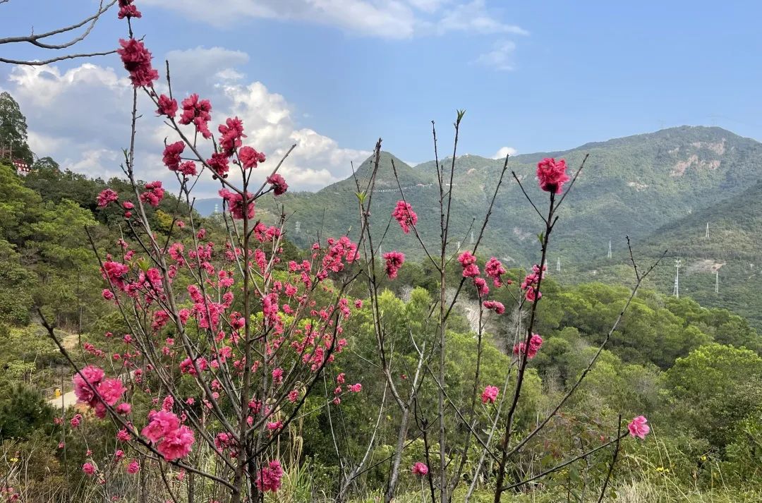 上巳雅集丨人间最美四月天，观音山上踏青赏花赴春约