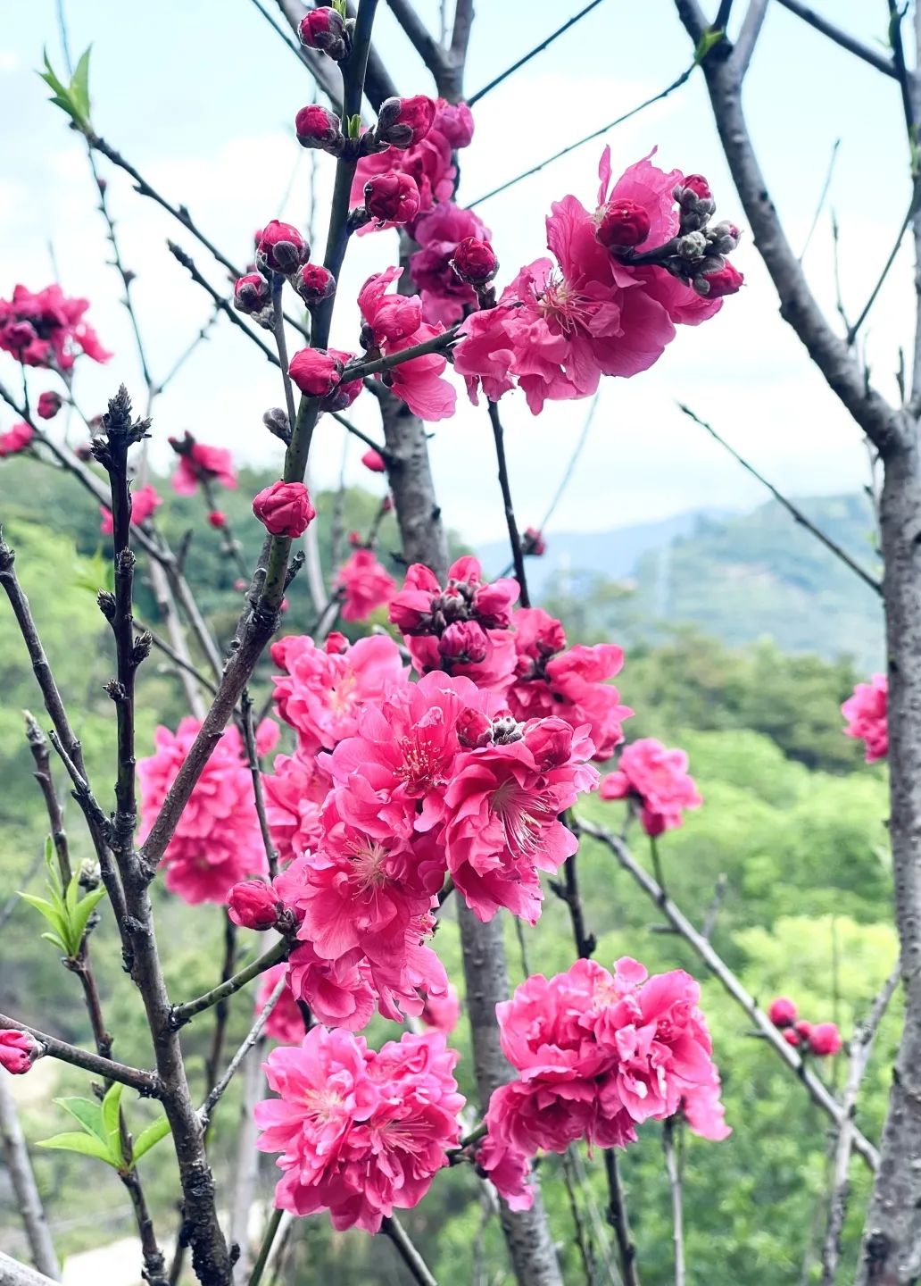 上巳雅集丨人间最美四月天，观音山上踏青赏花赴春约