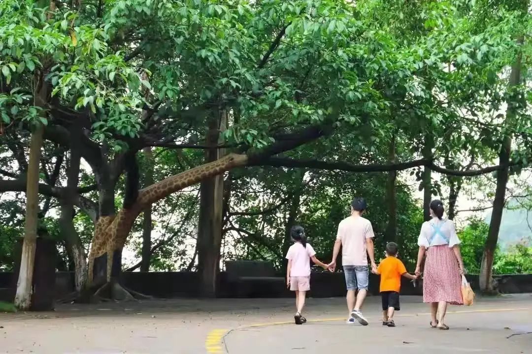 「福利」观音山“红”啦!满园三角梅绚烂怒放,清明打卡好去处