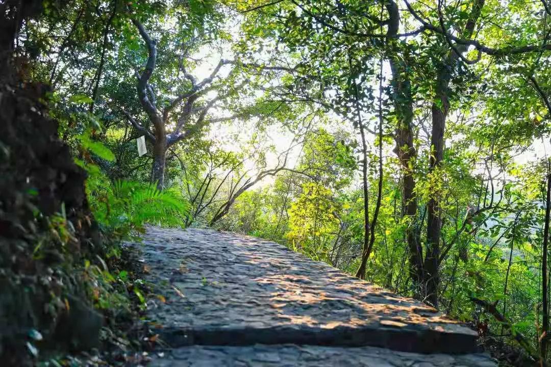 不见星星，只见春天丨观音山如画风景永远在，暖阳四月待君来