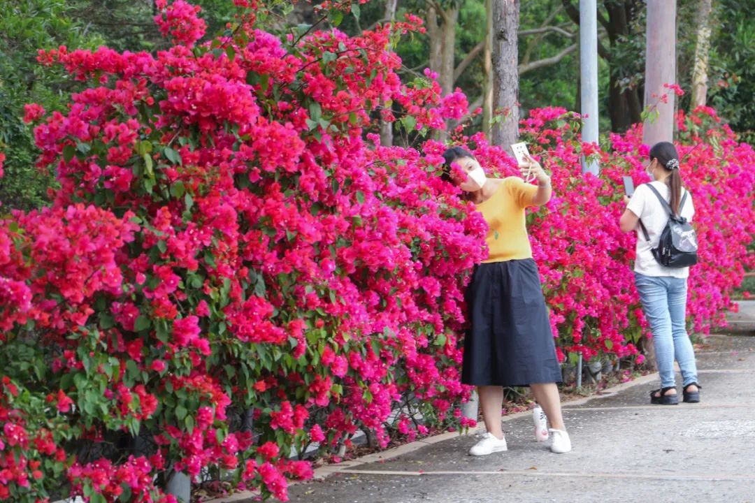 四月邂逅观音山！踏青赏花好去处，完美出游不解释