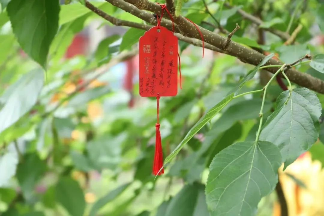 四月邂逅观音山！踏青赏花好去处，完美出游不解释