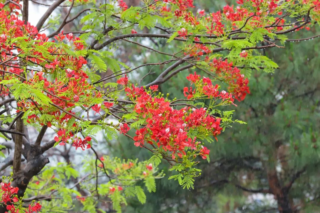 致医护工作者，免费畅游观音山，许愿接福抚人心，雨后美景惹人醉