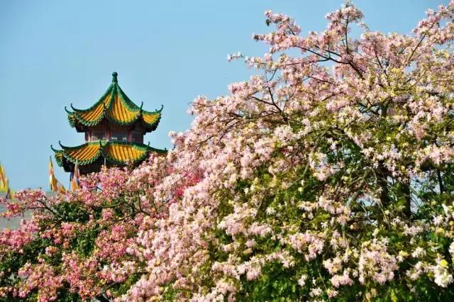 东莞因为她这下在全中国出名了！