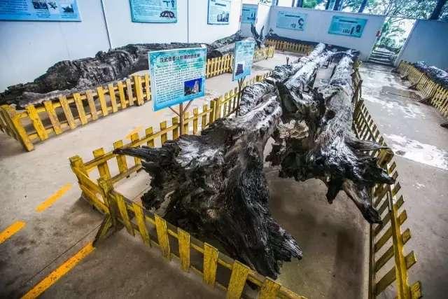发现东莞有个很有意思的地方，清明出游一起约吗？