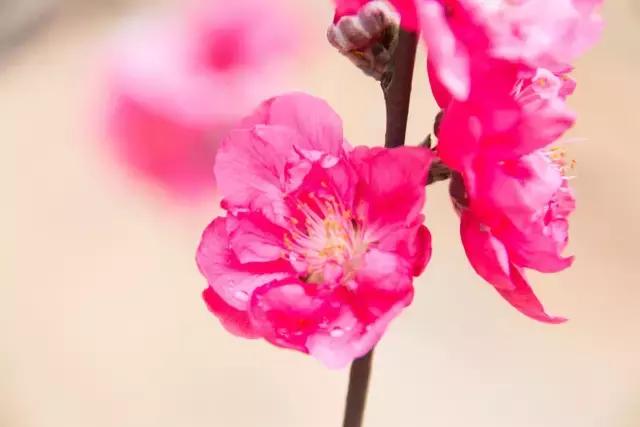 春色撩人,东莞美景等你来寻!